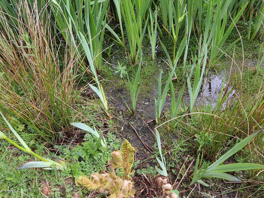 [Résidence de la nature]. Promenade au jardin du Conservatoire national botanique de Brest avec Loïc Delassus, phytosociologue au CNB. 15 mai 2021