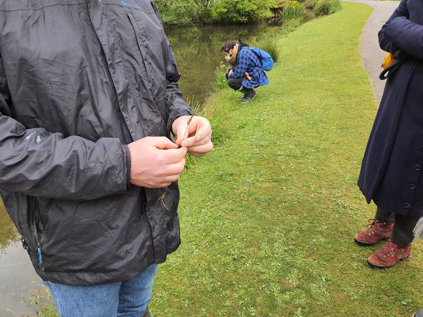 [Résidence de la nature]. Promenade au jardin du Conservatoire national botanique de Brest avec Loïc Delassus, phytosociologue au CNB. 15 mai 2021