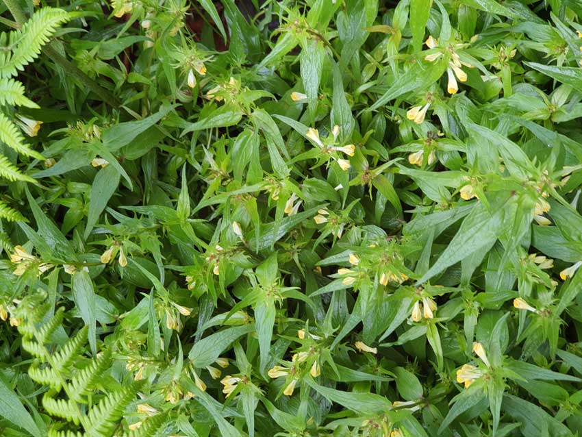 [Résidence de la nature]. Promenade au jardin du Conservatoire national botanique de Brest avec Loïc Delassus, phytosociologue au CNB. 15 mai 2021