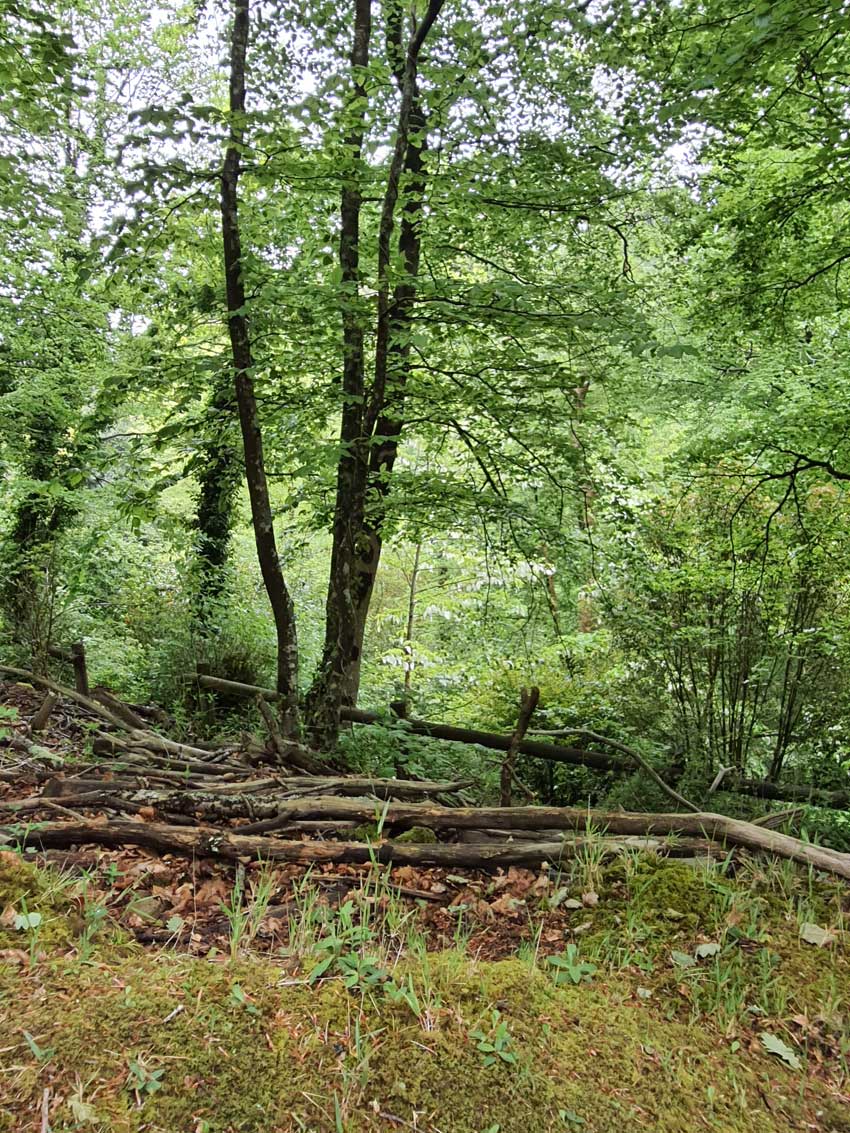 [Résidence de la nature]. Promenade au jardin du Conservatoire national botanique de Brest avec Loïc Delassus, phytosociologue au CNB. 15 mai 2021