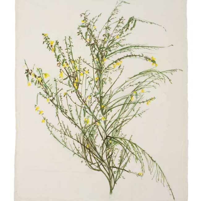 Marie-Claire Raoul, [Genêt], Lieu-dit Kerzafloc'h, Loperhet, huile sur soie sauvage, 100x100 cm, © Adagp. 2002