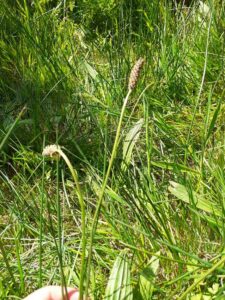 Rendez-vous au vallon du Stang-Alar à Guipavas le 7 mai 2022, plantain