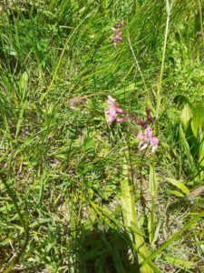 Rendez-vous au vallon du Stang-Alar à Guipavas le 7 mai 2022, silene fleur de coucou