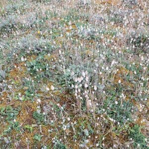 Lagures ovales (Lagurus ovatus Poaceae) ou également appelé queues de lièvre ou gros-minet, de la famille des graminées.