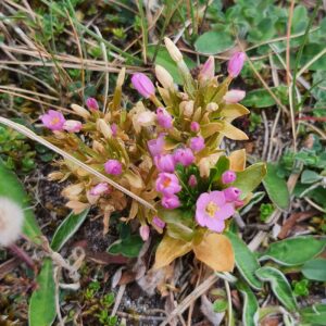 Fleurs non identifiée sur les dunes de l'aber Benoit