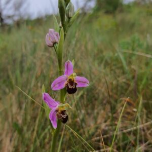 L'Ophrys abeille (Ophrys apifera) tient son nom de la forme de sa fleur qui rappelle l'abdomen d'une abeille femelle. Si la fécondation croisée n'a pas eu lieu, Ophrys apifera a recours à l'autofécondation.