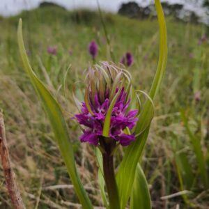 Orchidée négligée (Dactylorhiza praetermissa) aussi appelée Orchis oublié. L'espèce est en régression à la suite de la diminution du nombre et de la taille des zones humides et des prairies non amendées.