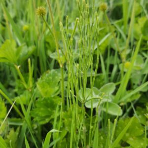 La prêle des champs ou prêle des marais (Equisetum palustre) est une espèce végétale de la famille des Equisetaceae.