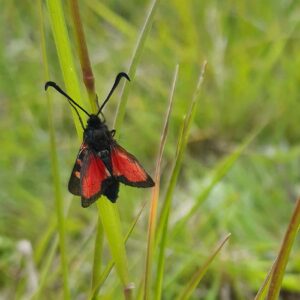 La zygène de la filipendule est abondante dans les lieux riches en poacées (graminées) et fleuris