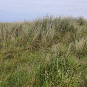 L'oyat des dunes sur la plage de Koulouarn