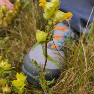 Rhinanthus angustifolius, qui a pour nom commun Rhinanthe à feuilles étroites ou Rhinanthe à grandes fleurs2, est une espèce eurasiatique de plante de la famille des Orobanchaceae et du genre Rhinanthus. La fleur hermaphrodite est zygomorphe.