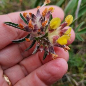 L'Anthyllide vulnéraire est une plante herbacée de la famille des Fabacées (Légumineuses). Ses fleurs sont regroupées sous forme de grappe au calices (sépales) très poilus.