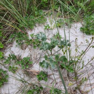 Le panicaut bleu de mer ou Eryngium maritimum est une plante vivace psammophyte (adaptée aux milieux sableux).