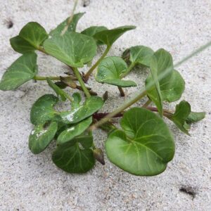 Le Liseron des dunes, liseron des sables, liseron soldanelle ou liseron de mer (Calystegia soldanella) est une plante herbacée vivace de la famille des Convolvulacées.