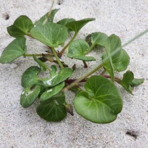 Le Liseron des dunes, liseron des sables, liseron soldanelle ou liseron de mer (Calystegia soldanella) est une plante herbacée vivace de la famille des Convolvulacées.