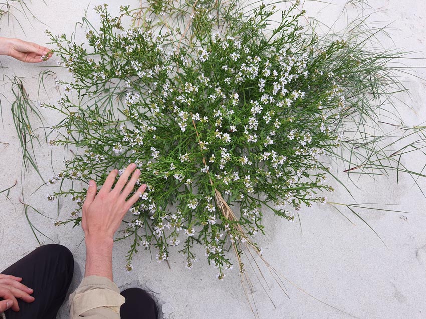 Ballade avec Louis Kermorgant : découverte des plantes et fleurs des dunes de l'Aber-Benoît (ici la roquette de mer ou Cakile maritima)