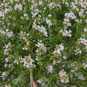 La Roquette de mer (Cakile maritima), aussi appelée Cakilier maritime ou Tétine de souris, est une plante herbacée annuelle de la famille des Brassicaceae.