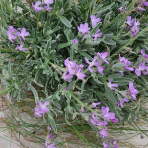 La Giroflée des Dunes (Matthiola sinuata), De la famille des Brassicaceae la Giroflée des Dunes, apprécie le sable, les dunes et les hauts de plages.