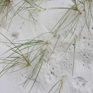 En front de mer, avec le cakilier, se trouve le chiendent des sables. C'est une herbe vivace, en touffe de 25 à 50 cm. Elle possède des feuilles fines de 6 mm. C’est le premier obstacle qui arrête le sable poussé par le vent sur la plage.