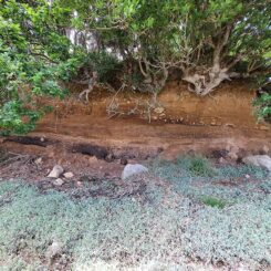 les arbres accrochés au flanc de la côte