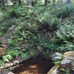 Le lavoir dans le bois de Beg an Enez