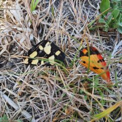 Des papillons dans la roselière