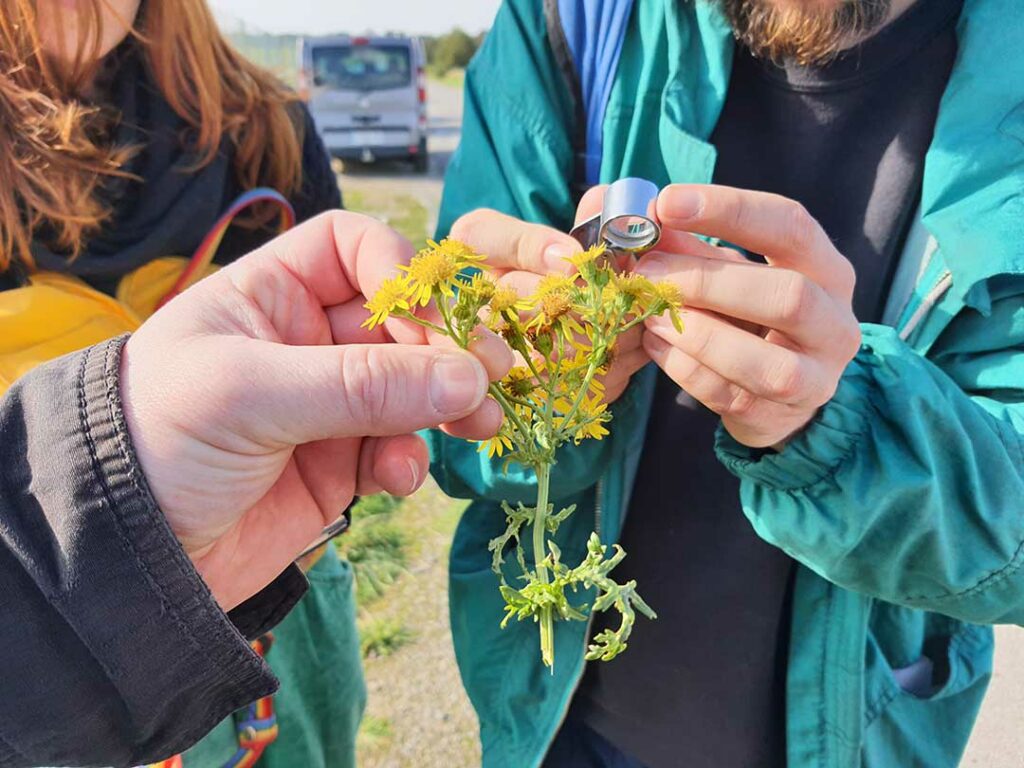 Sortie botanique du groupe d'artistes en résidence à la Tourbière du Canada à Guouesnou avec le botaniste et phytosociologue Loïc Delassus, le 16 mai 2021. L'association CLIP est présente pour filmer cette sortie.