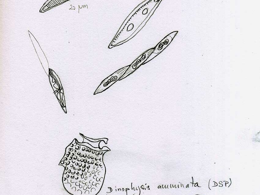 Croquis de microalgues réalisé par Marie-Claire Raoul en résidence actuellement à l'institut universitaire européen de la mer, 2025