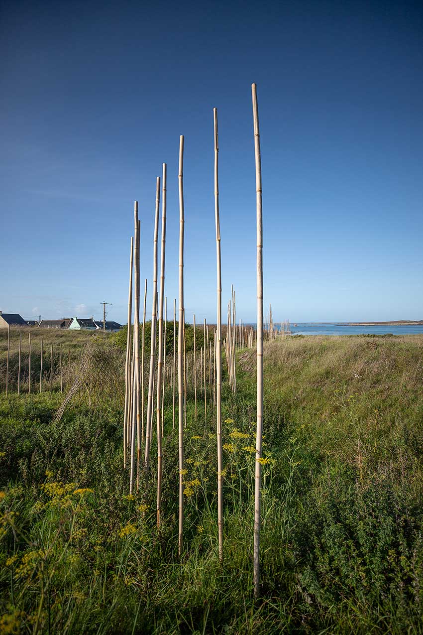 Marie-Claire Raoul, Hent ar Mor, sculpture en bambous, dunes de Toul Tréas, exposition Escale #3 Aber Benoît à Saint-Pabu, été 2023.