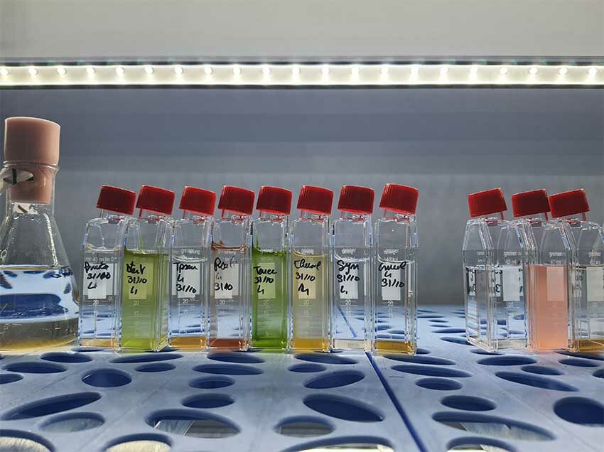 Résidence HABLOOM, souche colorées de diverses espèces de microalgues, laboratoire LEMAR de l'IUEM, matin du 12 novembre 2024. Photo © Marie-Claire Raoul