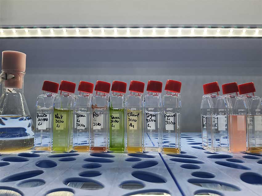 Résidence HABLOOM, souche colorées de diverses espèces de microalgues, laboratoire LEMAR de l'IUEM, matin du 12 novembre 2024. Photo © Marie-Claire Raoul
