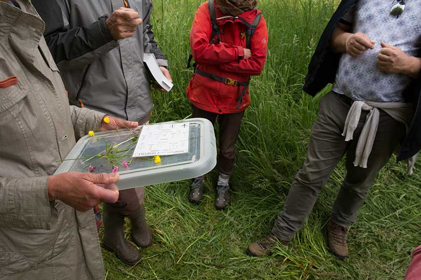 Atelier Exploration de la biodiversité de la prairie humide de Keravilin, autour de la sculpture Marcher sur l'eau blanche de Marie-Claire Raoul, prairie de Keravilin à Guipavas, 22 mai 2024. © Photo MC Raoul