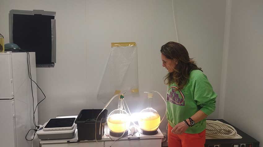 Hélène Hégaret prépare le dispositif d'immersion en eau de mer contenant des microalgues bioluminescentes pour le projet Mixotrophia de Pauline Hégaret. Décembre 2025