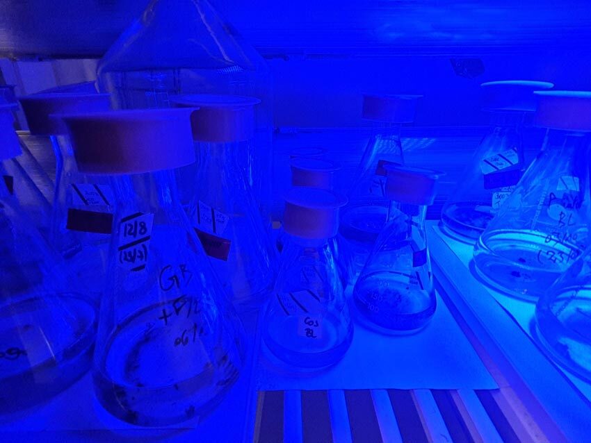 Résidence HABLOOM, souches de microalgues sous rayons UV, visite du laboratoire IUEM, matin du 12 novembre 2024. Photo © Marie-Claire Raoul