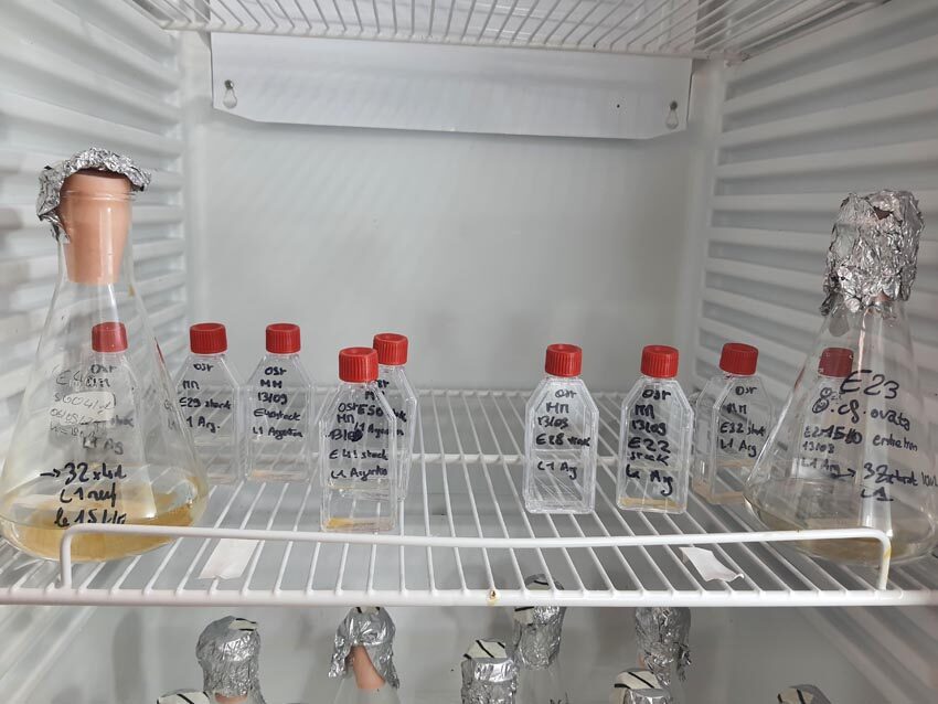 Résidence HABLOOM, souche de microalgues dans une armoire réfrigérée, visite du laboratoire LEMAR à l'IUEM, matin du 12 novembre 2024. Photo © Marie-Claire Raoul