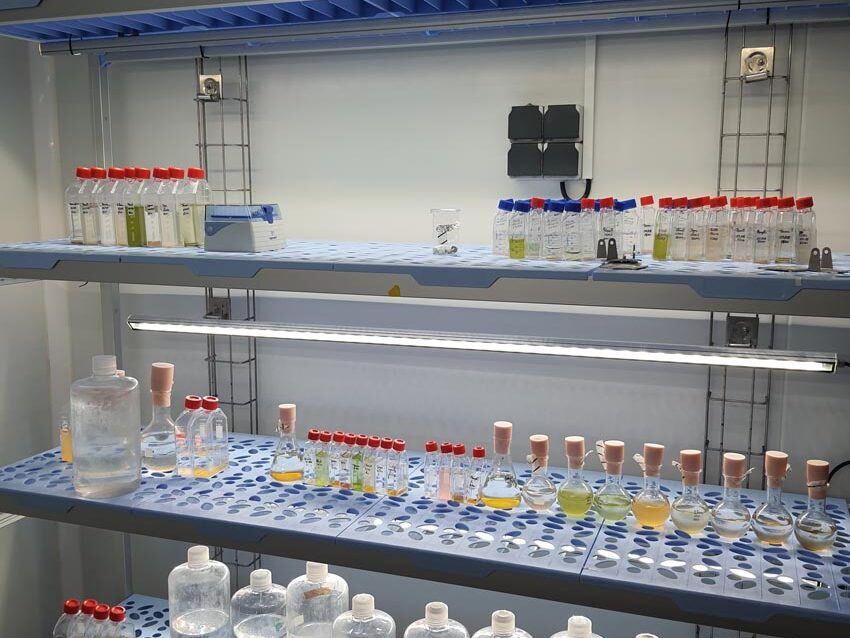 Résidence HABLOOM, diverses souches et cultures de microalgues, visite du laboratoire IUEM, matin du 12 novembre 2024. Photo © Marie-Claire Raoul