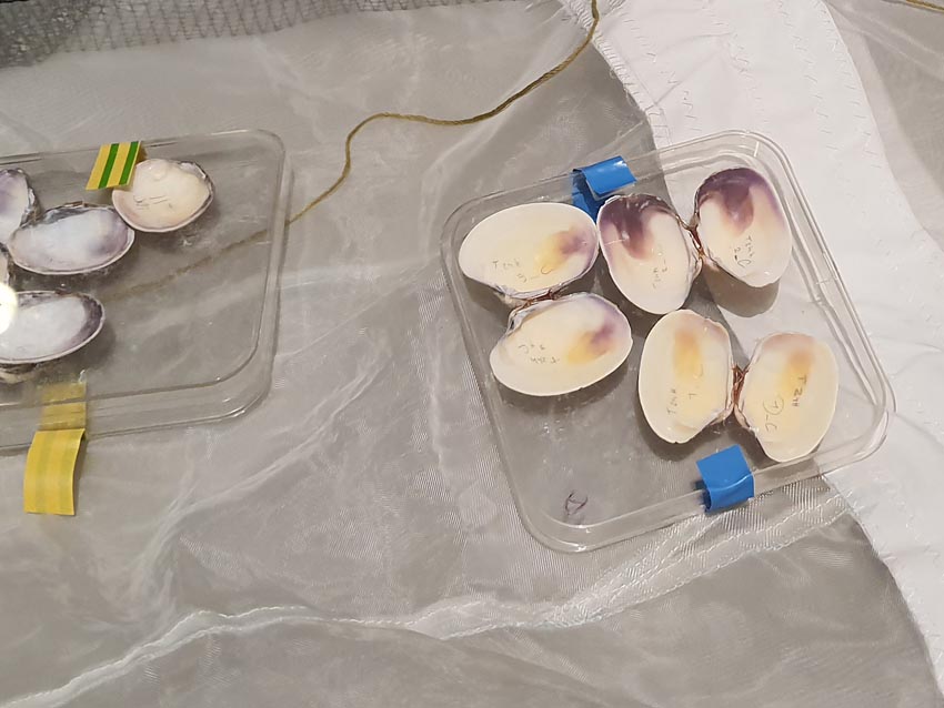 Coquilles de palourdes apportées par la biologiste Christine Paillard pour l'atelier [Art et Science], Actes Bretagne 2025, SEW, Morlaix. Photo © M.-C. Raoul.