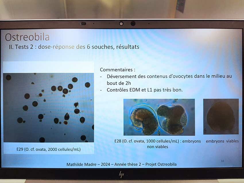 Extrait des travaux de thèse de Mathilde Madre, projet Ostreobila. Photo © M.-C. Raoul