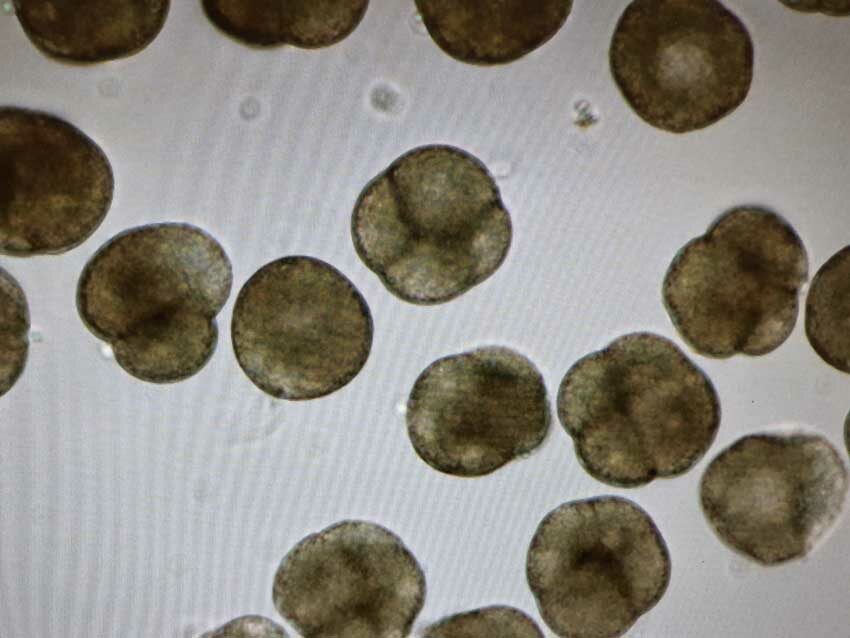 Vue au microscope d'embryons d'huîtres creuses (env. 45 mn après fécondation), station expérimentale d'Argenton, 13 mai 2025. Photo © M.-C. Raoul