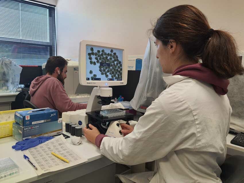 Comptage et observation au microscope des larves d'huître, station expérimentale d'Argenton, 15 mai 2025. Photo © M.-C. Raoul