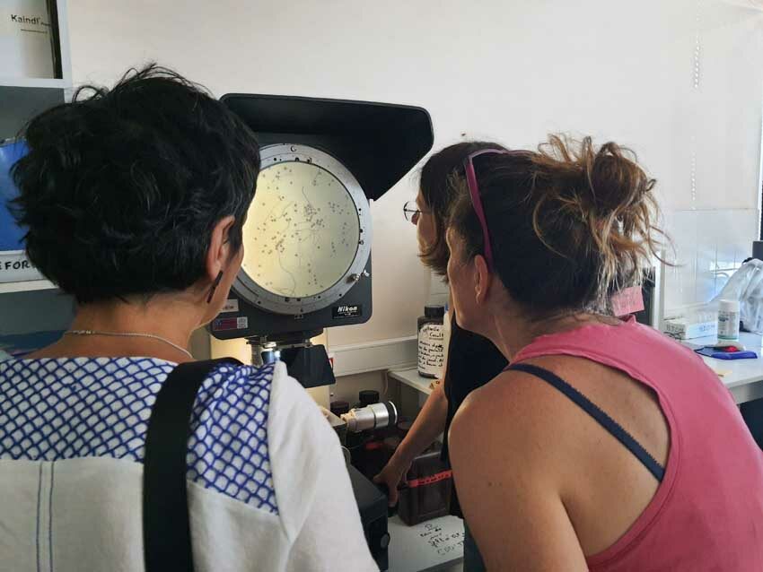 Observation de larves d'huîtres avec le projecteur de profil utilisé pour mesurer les micro-organismes, station expérimentale d'Argenton, 15 mai 2025. Photo © M.-C. Raoul