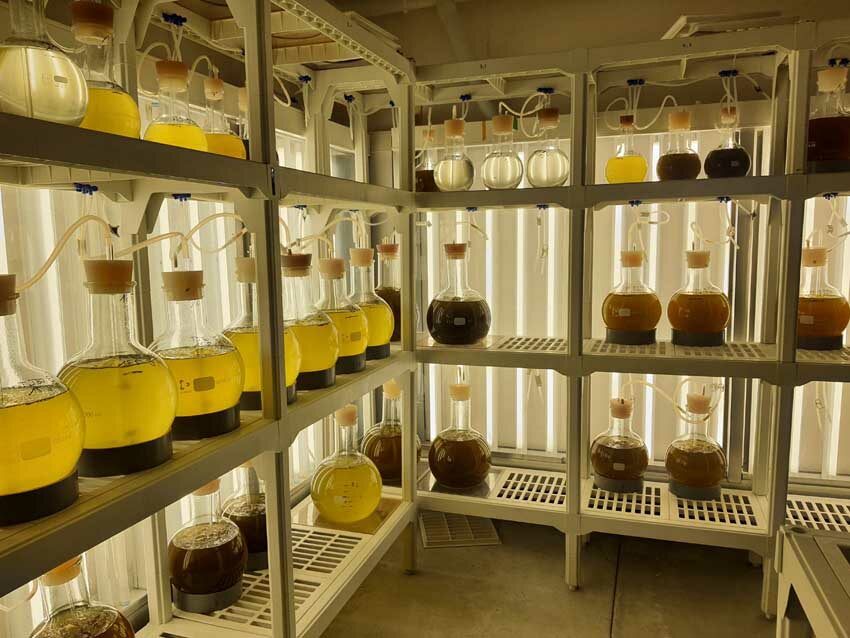 Étagères de culture de microalgues, les flacons sont disposés sur des plateaux agitateurs afin que les microalgues reçoivent de façon homogène la lumière diffusée par des rangées de leds, station expérimentale Ifremer d'Argenton, 15 mai 2025. Photo © M.-C. Raoul.