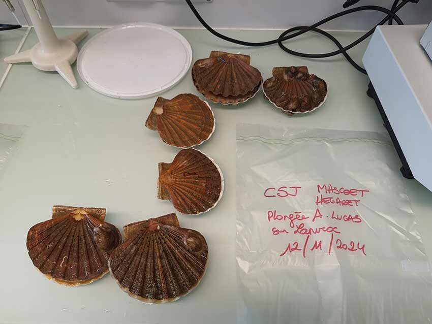 Les coquilles Saint-Jacques pêchées par les plongeurs lors de la sortie ce matin sur l'Albert Lucas en rade Brest vers Lanvéoc, Programme HABIS au LEMAR à l'IUEM, 12/11/2025. Photo © M.-C. Raoul