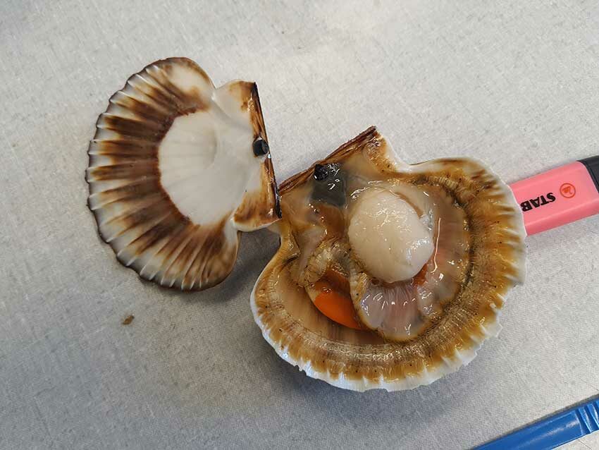 Observation de l'intérieur d'une coquille Saint-Jacques, au LEMAR à l'IUEM, 12/11/2025. Photo © M.-C. Raoul