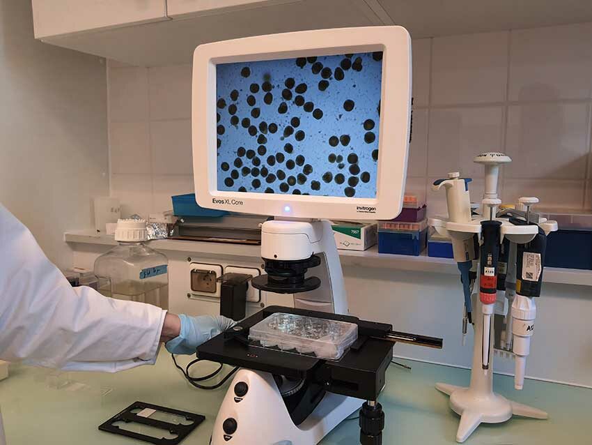 Résidence Habloom, programme de recherche HABIS, Observation de larves d'huitres au microscope, LEMAR, IUEM, 12/11/2025. Photo © M.-C. Raoul