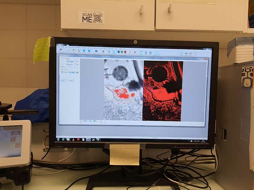 Captation d'images de microalgues (dynophisis) observées au microscope électronique associé à un logiciel d'analyse d'image, résidence HABLOOM, IUEM, 13/11/2025. Photo © M.-C. Raoul