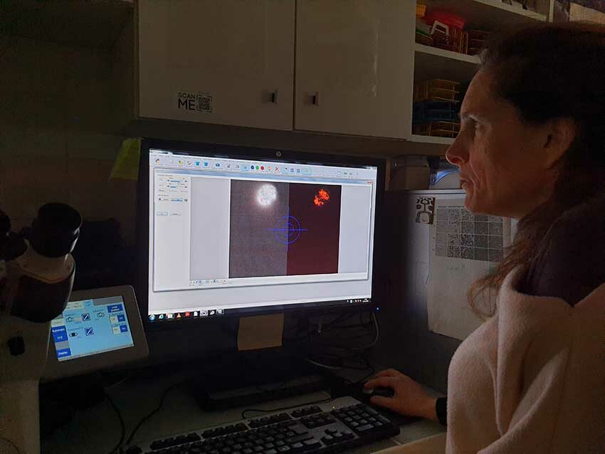 Hélène Hégaret observe et analyse des microalgues au microscope électronique, résidence HABLOOM, IUEM, 13/11/2025. Photo © M.-C. Raoul