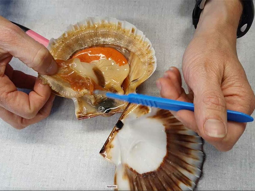 Observation de l'intérieur d'une coquille Saint-Jacques au LEMAR à l'IUEM, 12/11/2025. Photo © M.-C. Raoul