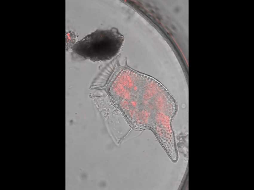 Une microalgue du genre dinophysis observée au microscope électronique, résidence HABLOOM, IUEM, 13/11/2025. Photo © M.-C. Raoul
